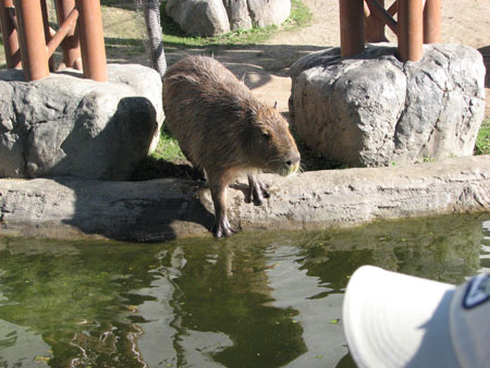 capybara112
