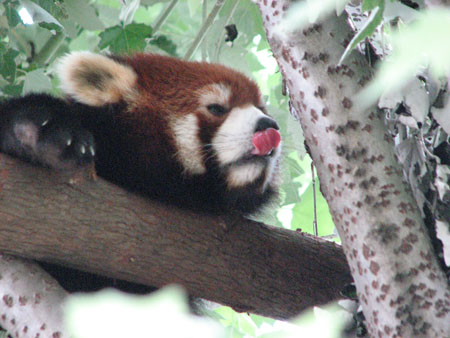 lesser-panda018