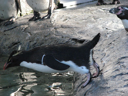 penguin120
