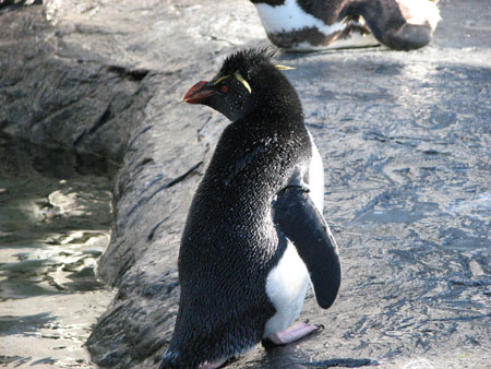 penguin121
