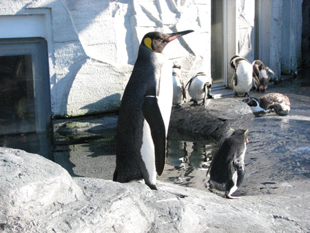 penguin123