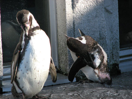 penguin135