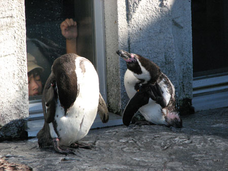 penguin136