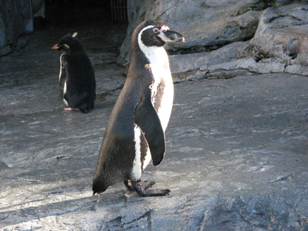 penguin143