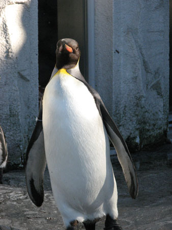 penguin148