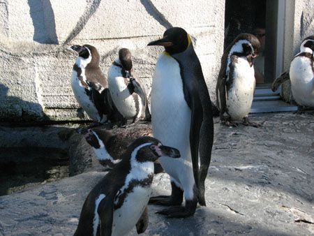 penguin150