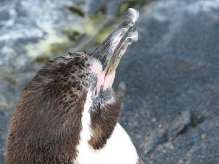 penguin154