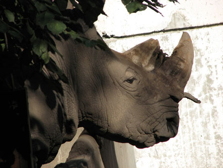 rhinoceros2