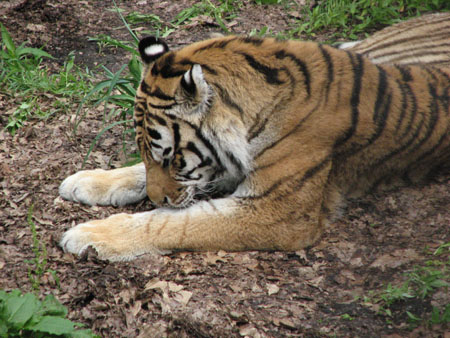tiger23