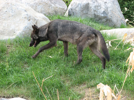 wolf136